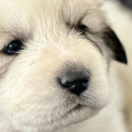Boy 3 - Great Pyrenees puppy in Nashville, Tennessee from Storybook Tails Farm