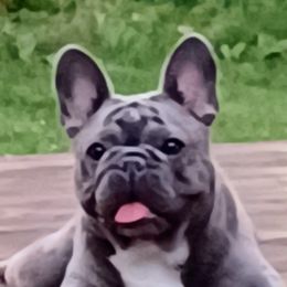 Saylor - French Bulldog