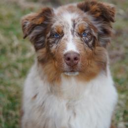 Casey - Australian Shepherd
