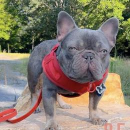 French Bulldogs from Perfect Paws Frenchies