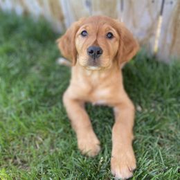 Golden Retriever Puppies from Mountain Reign Golden Retrievers