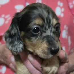 Sapphire's black and cream girl - Black and cream female Dachshund puppy in Lyle, Washington from Wines Wienery
