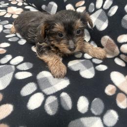 Mister - Chocolate and tan male Yorkshire Terrier puppy in Pacific, Washington from Holly’s  House of Yorkies