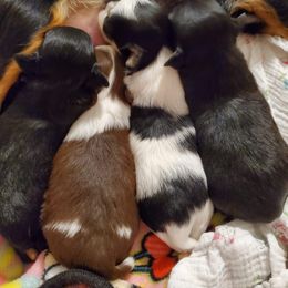 Chihuahua Puppies from Pretty Little Chis