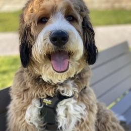 Tessa - Bernedoodle
