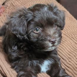 Brownie - Chocolate female Havanese puppy in Batesburg, South Carolina from Watson Farms