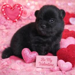 Kayla - Black and tan female Pomeranian puppy in New Lenox, Illinois from Illinois Poms
