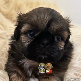 Tilly - Sable female Shih Tzu puppy in Walkertown, North Carolina from Lil’ Bit’s Shih Tzu