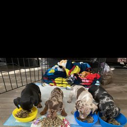 Dachshund Puppies from El Dachshunds