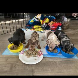 Dachshund Puppies from El Dachshunds