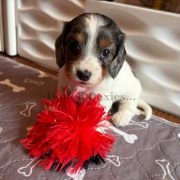 Margarita - Dapple female Dachshund puppy in Havana, Florida from Dotted Doxies