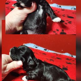 Smudge - Black and white female Shichon puppy in Imperial, Missouri from Shichon Teddybear  puppies of Miss