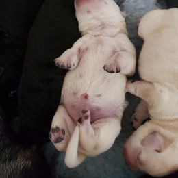 Labrador Retriever Puppies from Prairie Rose Retrievers