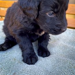 Bernedoodle and Siberian Husky Puppies from Timberline Paws