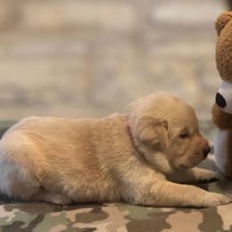 Labrador Retriever Puppies from Central Texas Labs