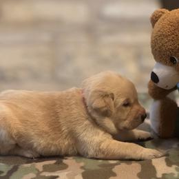 Labrador Retriever Puppies from Central Texas Labs
