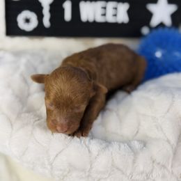 Babka - Red  male Poodle puppy in Florida from Adorable Toy-Miniature Poodles