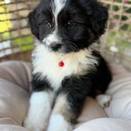 Funnel Cake - Black tri-color male Aussiedoodle puppy in Grinnell, Iowa from Rural Iowa Aussies & Doodles