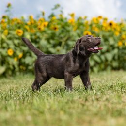 Labrador Retriever Puppies from Rose Gold Retrievers