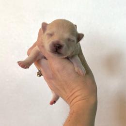 Girl 1 - Cream parti female Pomeranian puppy in Stroud, Oklahoma from Laik’s Little Shihtz & Poms
