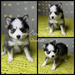 Fireball - Black and white male Pomsky puppy in Rossville, Georgia from Scenic City Pomskies