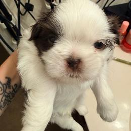 Zeus, patches - Lilac male Shih Tzu puppy in Ocean Springs, Mississippi from Wood Foo Breeders