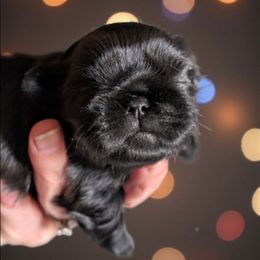 Phillip - Black male Shih Tzu puppy in Claxton, Georgia from Small Pawz Shih tzu