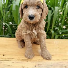 Australian Labradoodle, Double Doodle, and Goldendoodle Puppies from Blessed Day Doodles