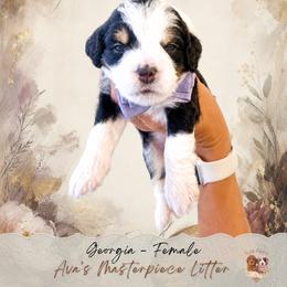 Georgia - Tri-color female Bernedoodle puppy in Atlanta, Georgia from Teddy Puppies