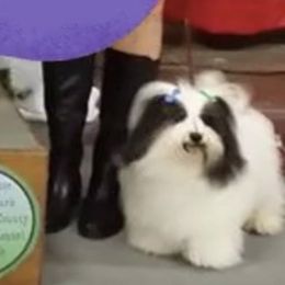 Havanese Puppies from SunWyst Havanese