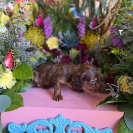 Long hair chocolate and tan male - Chocolate and tan male Dachshund puppy in Wills Point, Texas from East Mini Dachshunds Texas