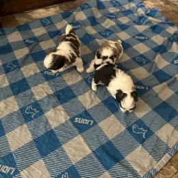 Shih Tzu Puppies from Added family