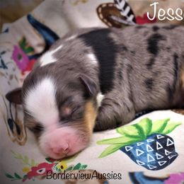 Miniature American Shepherd Puppies from Borderview Aussies