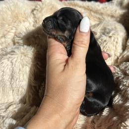 Ruckus - Black and tan male Dachshund puppy in California from Ranch Hand Weenies