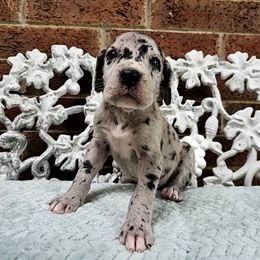 Yokai - Merle female Great Dane puppy in Arlington, Texas from Scoober Danes
