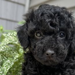 Aussiedoodles, Havapoos, and Poodles from Creekside Ranch