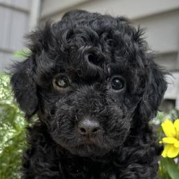 Aussiedoodles, Havapoos, and Poodles from Creekside Ranch