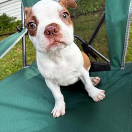 Milo - Red male Boston Terrier puppy in Pierceton, Indiana from Deb's Boston Terriers