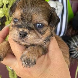 Shih Tzus from Boujee Tzus