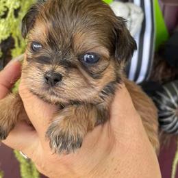 Shih Tzus from Boujee Tzus