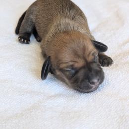 Romeo - Sable male Dachshund puppy in Waddell, Arizona from The Bearded Companions