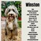 Winston