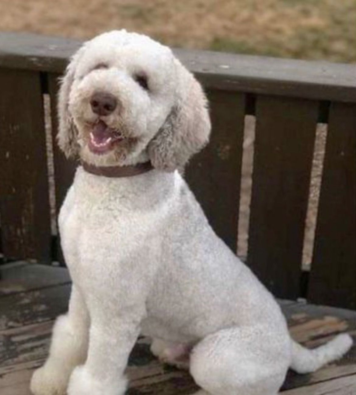 Fame S Standard Poodles in Utah Poodle puppies Good Dog