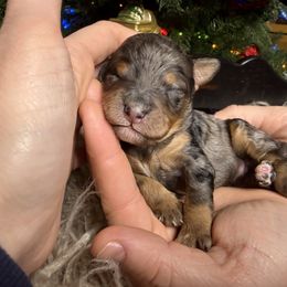 Cobbler - Blue merle male Bernedoodle puppy in Tyner, Kentucky from Good Dog Doodles