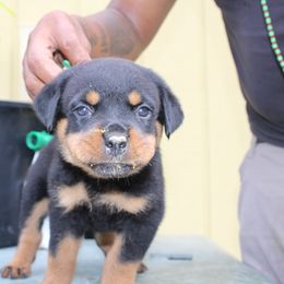 Boy 4 - Black and mahogany male Rottweiler puppy in Tallahassee, Florida from Patrick's Pups