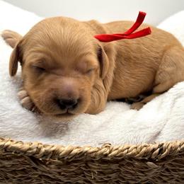 Red collar boy - Red  male Goldendoodle puppy in Lewisville, Texas from Zink Doodles