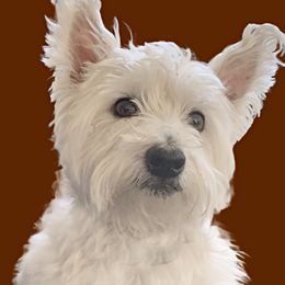 Elsa - West Highland White Terrier
