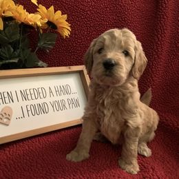 Goldendoodle Puppies from Goldendoodlefamily