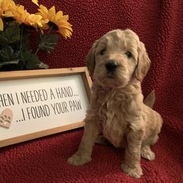 Goldendoodle Puppies from Goldendoodlefamily