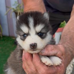 Nikki - Black and white female Pomsky puppy in Spring Hill, Florida from PDQ Pomskies